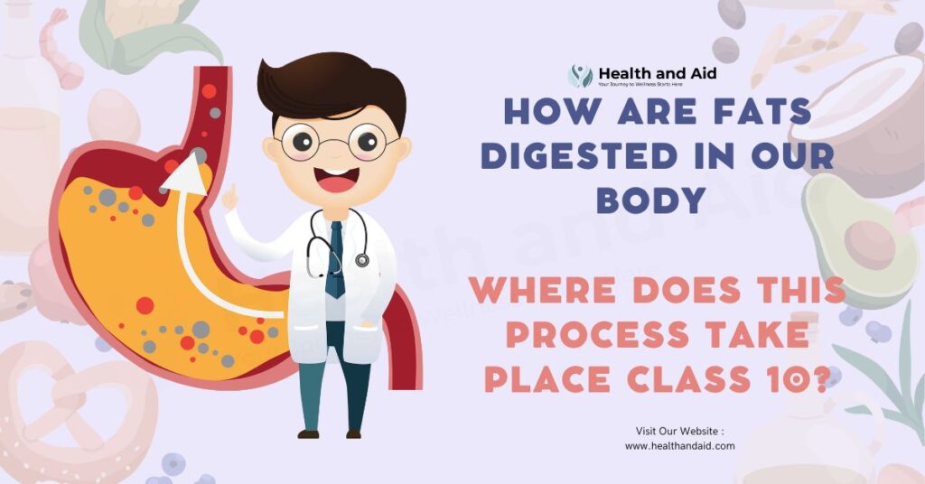 How Are Fats Digested In Our Body Where Does This Process Take Place Class 10/